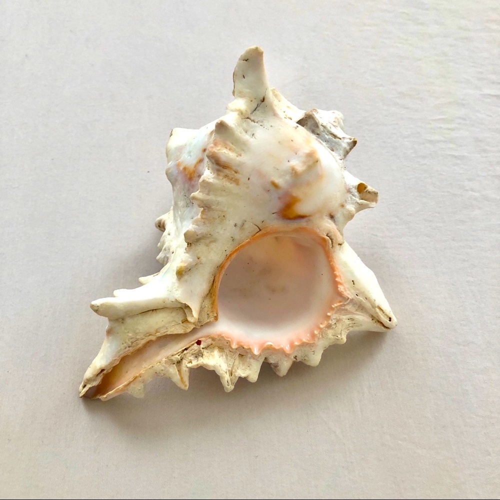Sea shell